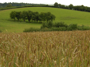 Wheat reed growing in a field in Wales