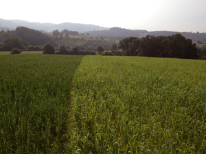 Young Wheat in Field
