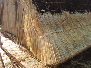 First course of thatch